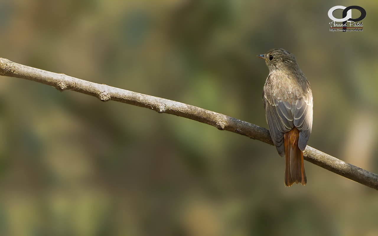 Rusty-tailed Flycatcher 